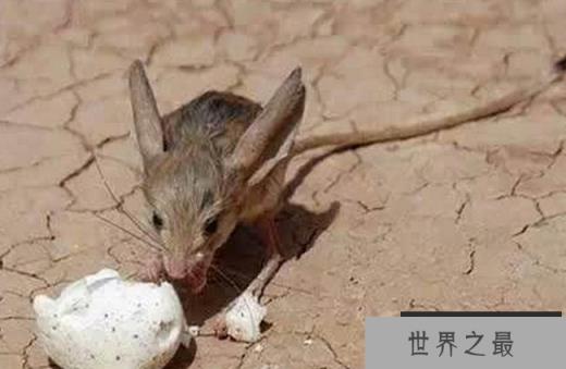 世界上最恐怖最罕见的动物