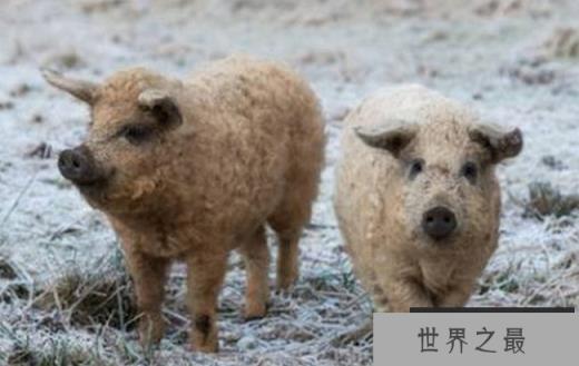 世界上最恐怖最罕见的动物