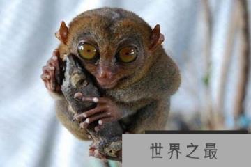 印尼发现消失85年后的侏儒眼镜猴