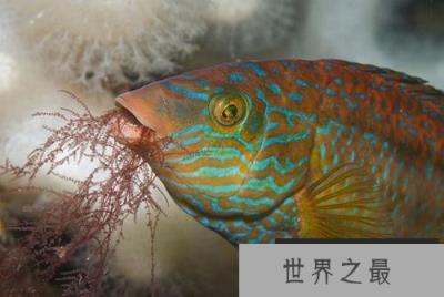 英国海岸十大奇特海洋生物