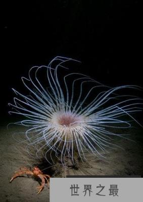 英国海岸十大奇特海洋生物