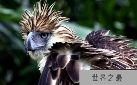 全球十大濒危奇异的鸟类，菲律宾雕数量不到500只