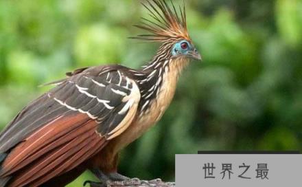 全球十大濒危奇异的鸟类，菲律宾雕数量不到500只