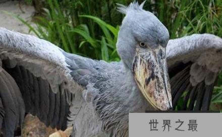 全球十大濒危奇异的鸟类，菲律宾雕数量不到500只