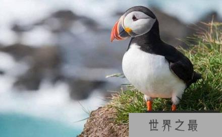 全球十大濒危奇异的鸟类，菲律宾雕数量不到500只