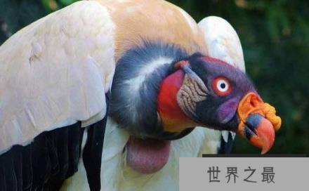 全球十大濒危奇异的鸟类，菲律宾雕数量不到500只