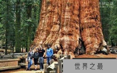 世界上最大的蘑菇，奥氏蜜环菌已经存活千年