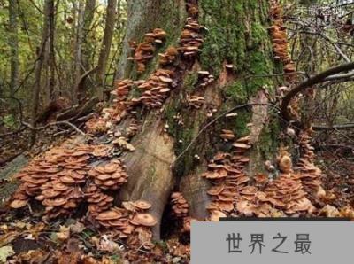 世界上最大的蘑菇，奥氏蜜环菌已经存活千年