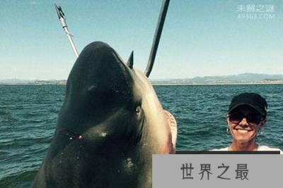 让人“印象深刻”的五种鲨鱼，成吉思汗鲨，独眼鲨鱼，牛鲨