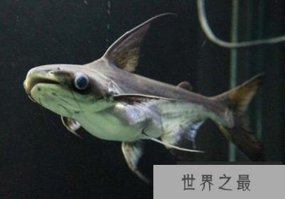 让人“印象深刻”的五种鲨鱼，成吉思汗鲨，独眼鲨鱼，牛鲨