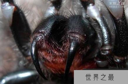 世界上最致命的蜘蛛,漏斗网蜘蛛(男人千万别被他咬到)