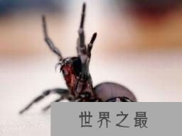 世界上最致命的蜘蛛,漏斗网蜘蛛(男人千万别被他咬到)