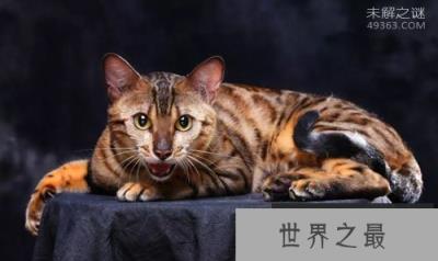 孟加拉猫是什么猫?亚洲豹猫和短毛猫交配后的品种