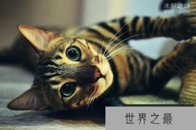孟加拉猫是什么猫?亚洲豹猫和短毛猫交配后的品种