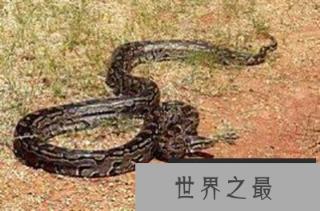 地球恐怖的十大蟒蛇，血蟒竟是蛇类中最弱个体!