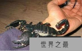 世界上最大的蝎子,帝王蝎全长20厘米(毒液对人体来说伤害不大)