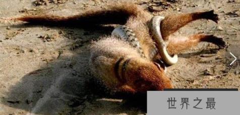 蛇的天敌是什么，黑曼巴蛇都害怕的天敌