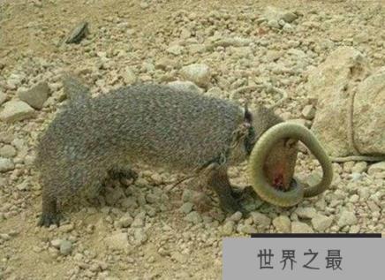 蛇的天敌是什么，黑曼巴蛇都害怕的天敌