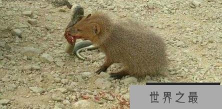 蛇的天敌是什么，黑曼巴蛇都害怕的天敌