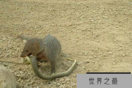 蛇的天敌是什么，黑曼巴蛇都害怕的天敌