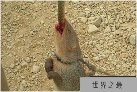 蛇的天敌是什么，黑曼巴蛇都害怕的天敌