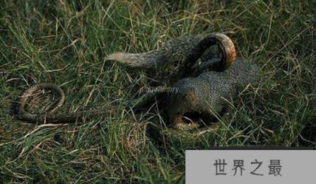 蛇的天敌是什么，黑曼巴蛇都害怕的天敌