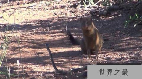 蛇的天敌是什么，黑曼巴蛇都害怕的天敌