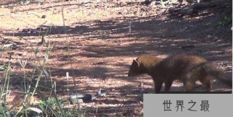 蛇的天敌是什么，黑曼巴蛇都害怕的天敌