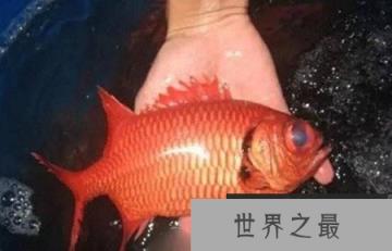 世界八大怪鱼排行榜，翻车鱼、水滴鱼、喷火鱼，你听过吗？