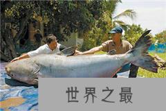 世界上最大的鱼 最大的鱼（图片）