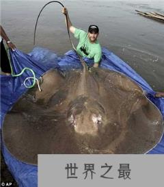 世界上最大的鱼 最大的鱼（图片）