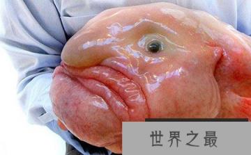 世界八大怪鱼排行榜，翻车鱼、水滴鱼、喷火鱼，你听过吗？