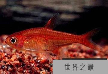 世界八大怪鱼排行榜，翻车鱼、水滴鱼、喷火鱼，你听过吗？