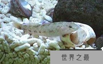 世界八大怪鱼排行榜，翻车鱼、水滴鱼、喷火鱼，你听过吗？