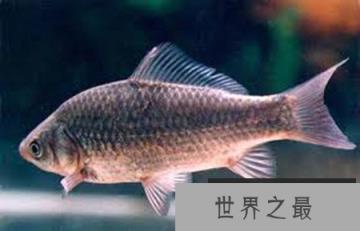 世界八大怪鱼排行榜，翻车鱼、水滴鱼、喷火鱼，你听过吗？