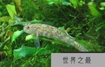 世界八大怪鱼排行榜，翻车鱼、水滴鱼、喷火鱼，你听过吗？