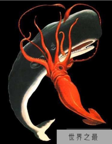 新西兰渔船在南极捕获世界上最大的鱿鱼--大王酸浆鱿