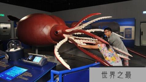 新西兰渔船在南极捕获世界上最大的鱿鱼--大王酸浆鱿