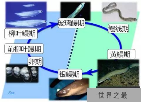 鳝鱼最近很火，它是怎么交配的?不远万里跑到奇怪的地方交配