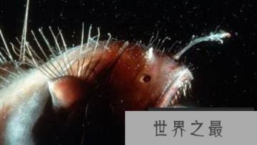 超恐怖的深海怪鱼 琵琶鱼身长可达到60厘米且外形好像地狱的恶魔