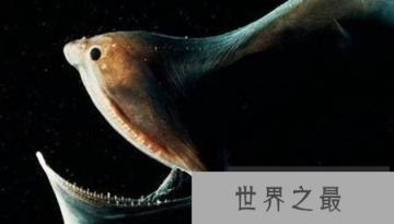 超恐怖的深海怪鱼 琵琶鱼身长可达到60厘米且外形好像地狱的恶魔