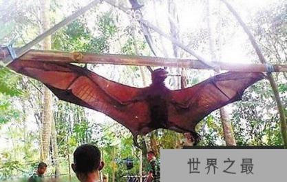 吸血怪兽卓柏卡布拉 美洲神秘吸血兽真相大白