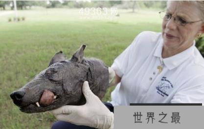 吸血怪兽卓柏卡布拉 美洲神秘吸血兽真相大白