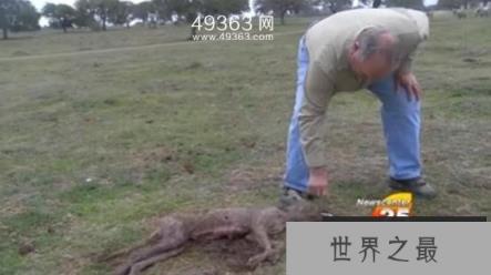 吸血怪兽卓柏卡布拉 美洲神秘吸血兽真相大白