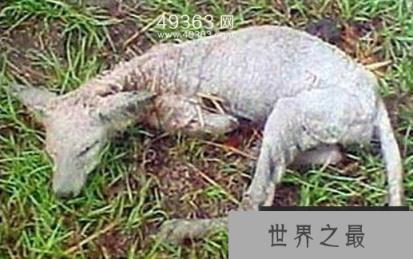 吸血怪兽卓柏卡布拉 美洲神秘吸血兽真相大白