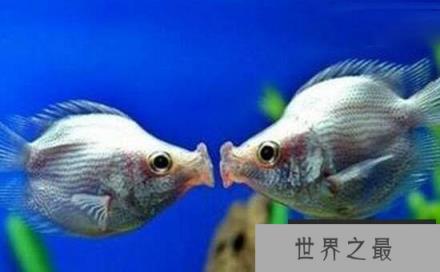 接吻鱼真的会接吻吗？