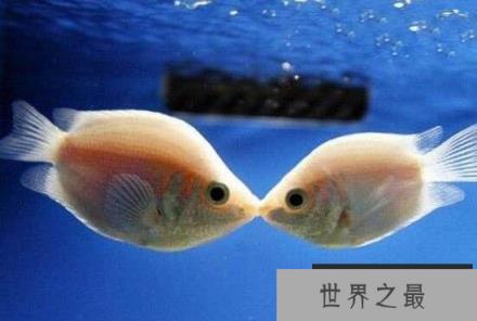 接吻鱼真的会接吻吗？