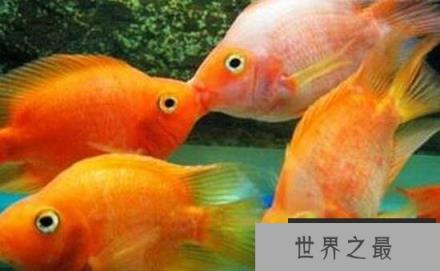 接吻鱼真的会接吻吗？
