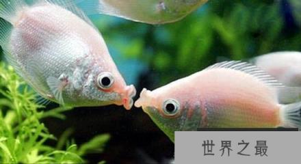 接吻鱼真的会接吻吗？