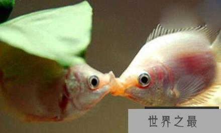 接吻鱼真的会接吻吗？